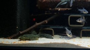 L180 Ancistrus Rio Lajeado feeding on Supersoft artemia