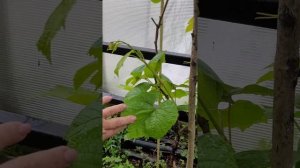 Виноград Амурский дикий. Вертикальная формировка. Помогите освоить