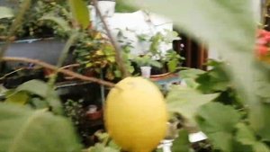 Лимоны ,каламондин,помело в зимнем саду Сергея Летуновского.