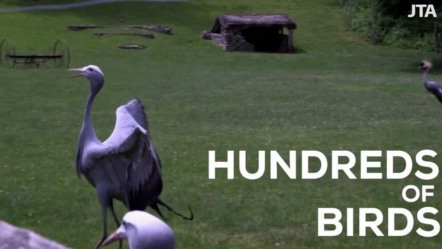 Michael Steinhardt's Private Zoo смотреть онлайн