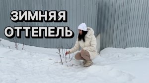 СПАСАЕМ РАСТЕНИЯ! Не дайте им проснуться раньше времени!