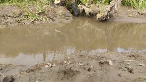 Спасательная операция, пересохший пруд.