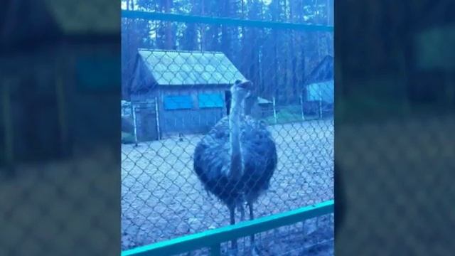 Фото графий как я в арловскам полесси смотреть онлайн