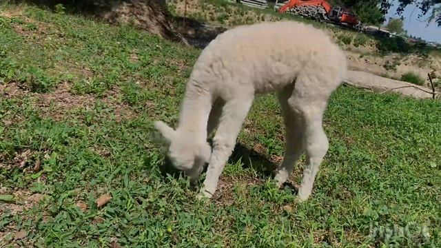 Baby Alpaca - Barbie - day 12 - peace with mom #aplace #alpacafarm смотреть онлайн