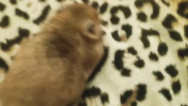 Рефлекс хомяков, на друг друга смотреть онлайн