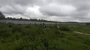 Откорм бычков с НУЛЯ.