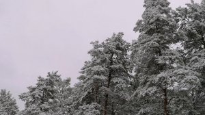 Музыка природы. Звуки природы. Звуки птиц. Звук ветра. Звук реки.