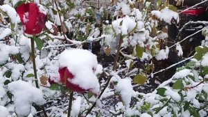 Роза в снегу