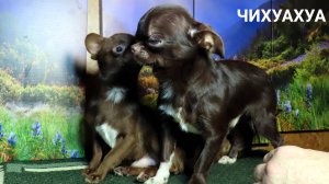 #СКИДКИ до 08.03.25 #МИНИ_чихуа НАЗАР и Несквик #цена_в_видео 89215950848 #купить_чихуахуа_ПРОДАЮ