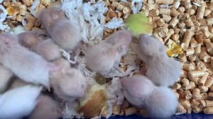 Маленькие хомяки