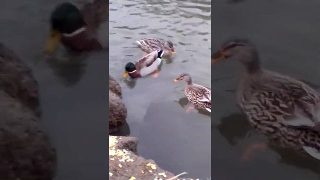 Про лебедей смотреть онлайн