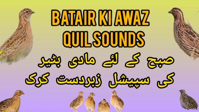 Madi Quail Kirk مادی بٹیر کی کرک صبح کے لئے بہترین آواز