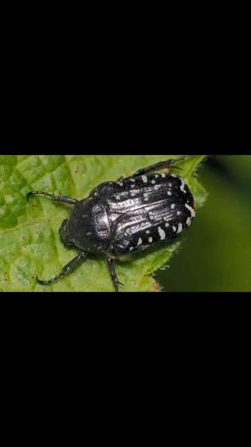 Нове відео я минулого разу забув про чорні бронзи. Чорна Бронзівка й золотиста! смотреть онлайн