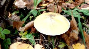 Бледная поганка - самый ядовитый гриб