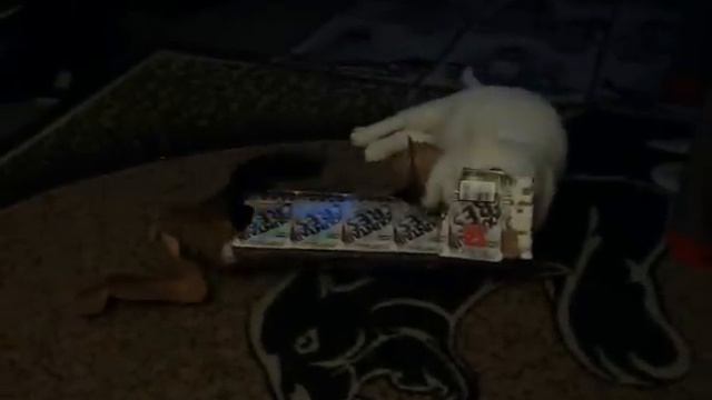 Kasper Vs. Buster (Cat Vs.Dog) смотреть онлайн