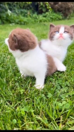 Cute kitten🐈😻#cutecat #fancycat #pets #animals lover #cats #viral #shortvideo