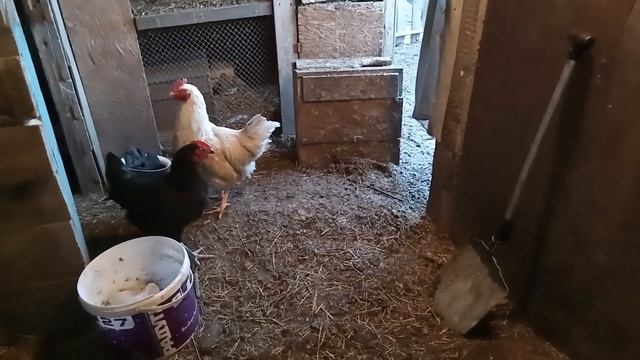 Крольчатам 3 недели, занеслись утки🐇🦆🥚#кролики #хозяйство смотреть онлайн