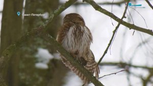 Уральские неясыти в Петербурге, брачная песня маленькой совы и сообразительный лось
