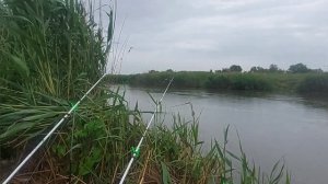 Рыбалка на сазана х Лебеди Краснодарский край