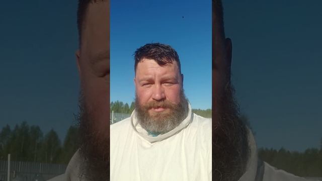 Первая в этом году пыльца #пчела #пчелосемья #пасека #мед #мёд #матка #улей #деревня #природа #bee смотреть онлайн