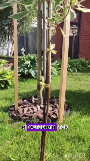 Как вырастить красивый дерен #полезно смотреть онлайн