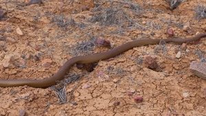 Top 10 Most Venemous Animals in the World
