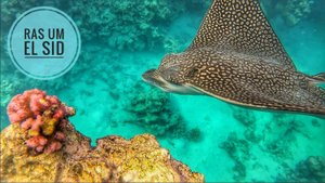 Египет/Красное море/РасУмЭльСид/Скат/Орляк/2024/