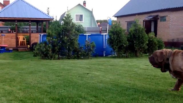 Sofia смотреть онлайн