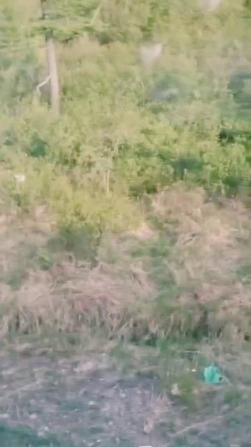 Осторожно!!! Медведи!!! Трасса, Сокол, Магаданская область. смотреть онлайн