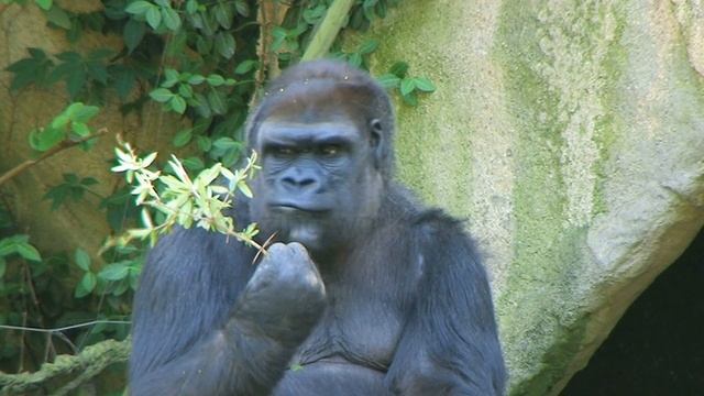 pleasant animal sounds: cat, dog, horse, turtle, gorilla, tiger смотреть онлайн