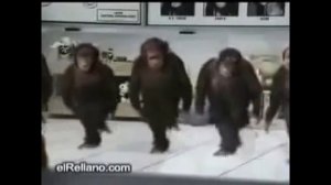 Ржака зажигательный танец обезьян