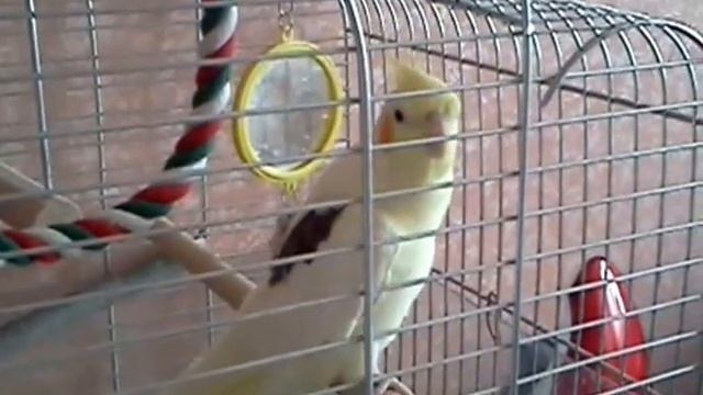 Корелла Кирюша болтуша