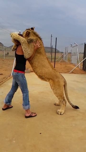 Обнимашки со Львом! Очень мило смотреть онлайн