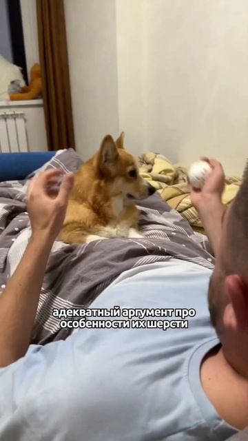 Жопка корги 😍 #funny #corgi #корги #собаки #животные #shortsvideo #shorts #shortvideo #puppy #short смотреть онлайн