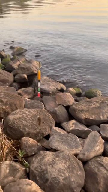 Рыбалка в Дубне. #рыбалка#улов#рыбак#рыба смотреть онлайн