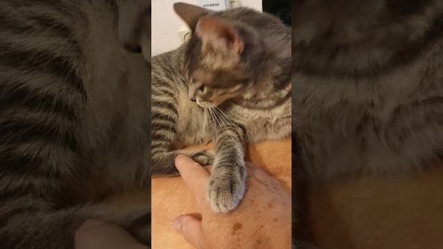 Кошачьи ласки.