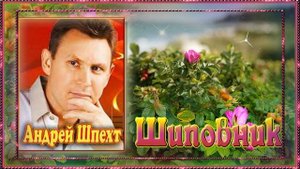 Шиповник   Андрей Шпехт