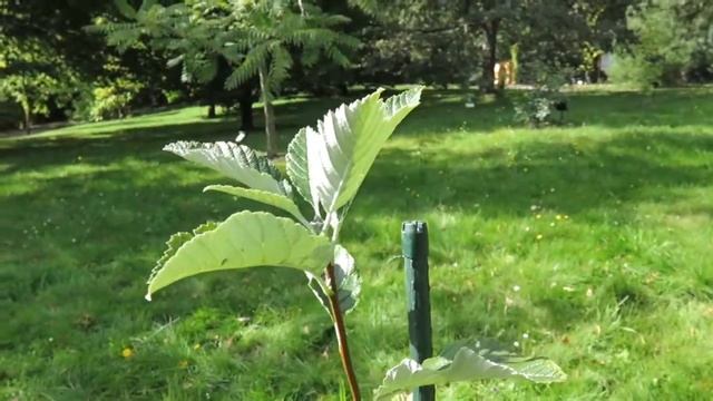 Sorbus aria 'Magnifica' jeřáb muk смотреть онлайн