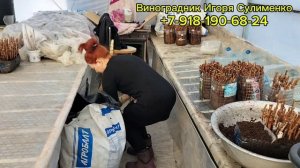 Расстановка черенков в торф.