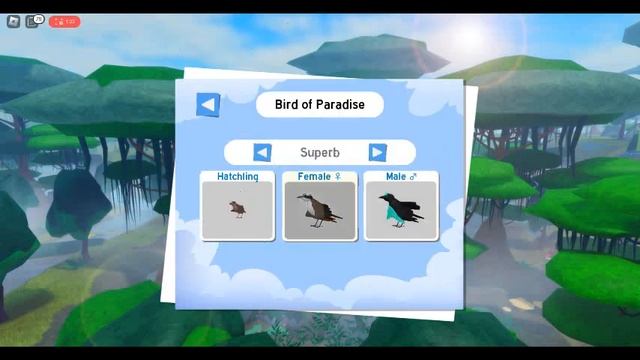 Bird of Paradise Showcase | Feather Family смотреть онлайн