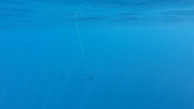 Marlin solo of Manukau West Coast in 45m смотреть онлайн