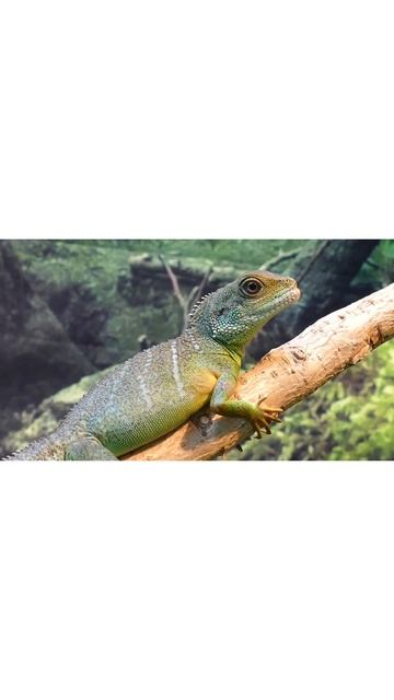 mod #shorts #reels #viral #yuotubeshorts смотреть онлайн