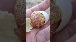 Вылупления птенца голубя😍как вылупляются птенец голубя #вылупление