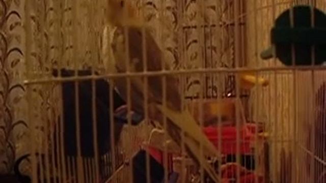 Арсен! (Корелла) смотреть онлайн