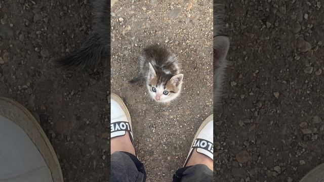 Как так можно выбросить Котенки и кошек 😡бессердечные люди,извините!#уфа#башкортостан#россия#кошки смотреть онлайн