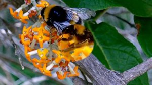 Bumblebee - Hommel