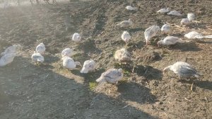 Мускусные утки Немецкой линии