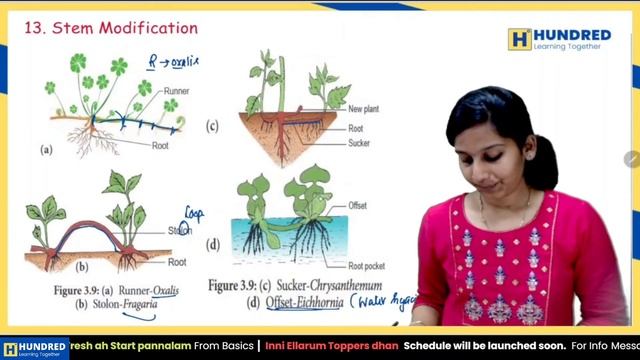 Vegetative Morphology | Botany Class 11 Tamil | Samacheer |  Important 2, 3 and 5 Marks