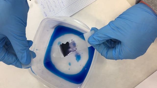 Cultivo de Bacillus cereus смотреть онлайн