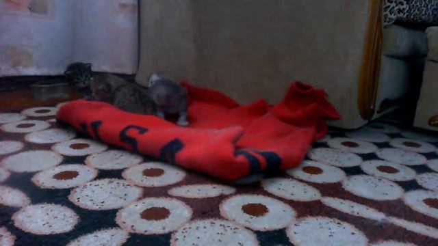 котики 2 смотреть онлайн